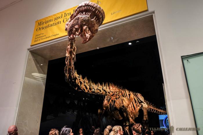 Titanosaurio. Museo de Historia Natural