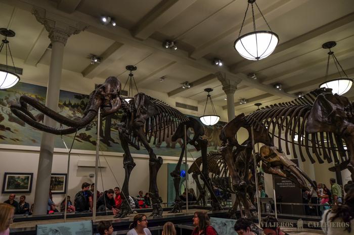 Salas dinosaurios. Museo de Historia Natural en Nueva York
