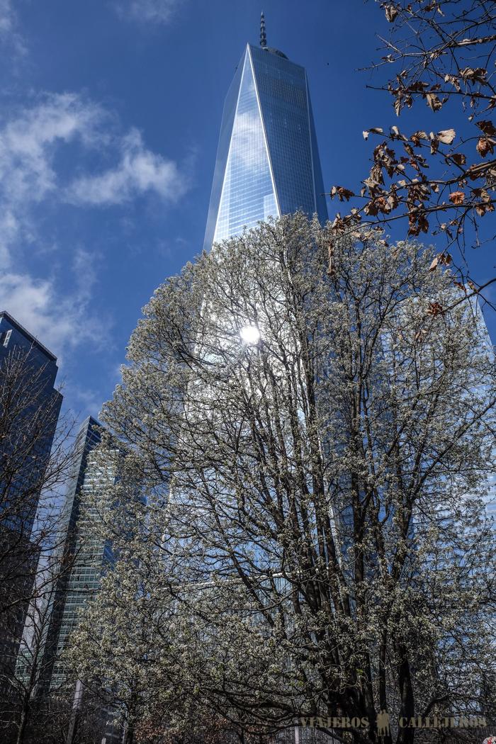 Único árbol que sobrevivió al 11S