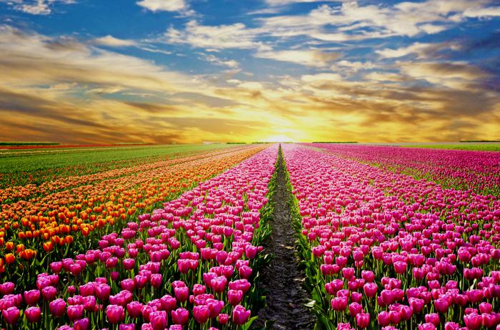 flores-holanda