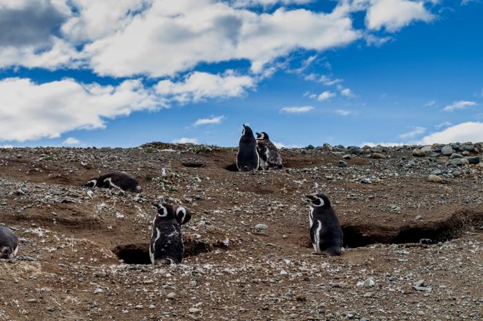 Isla Magdalena