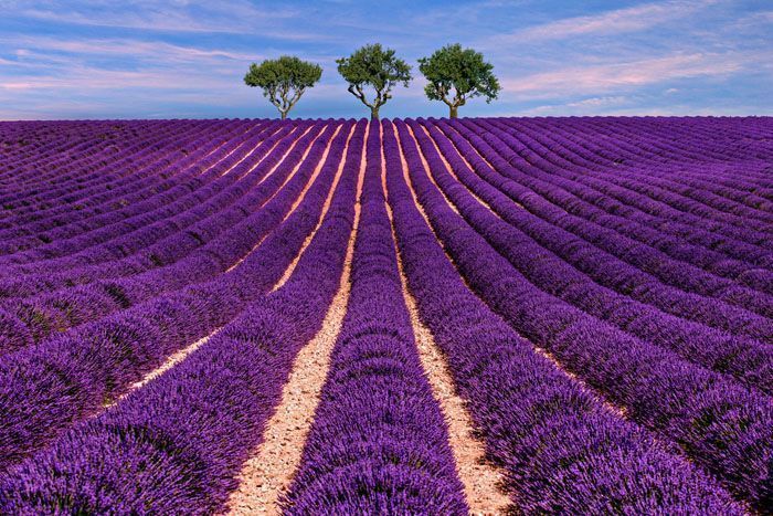 Campos de lavanda en la Provenza