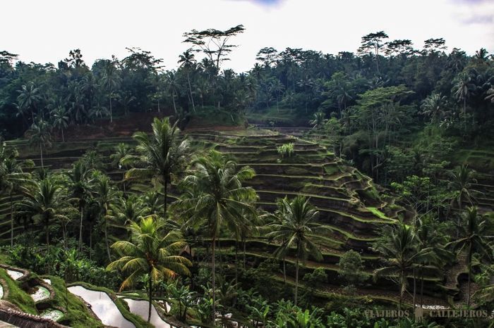 Terrazas de arroz de Tegalalang en Bali
