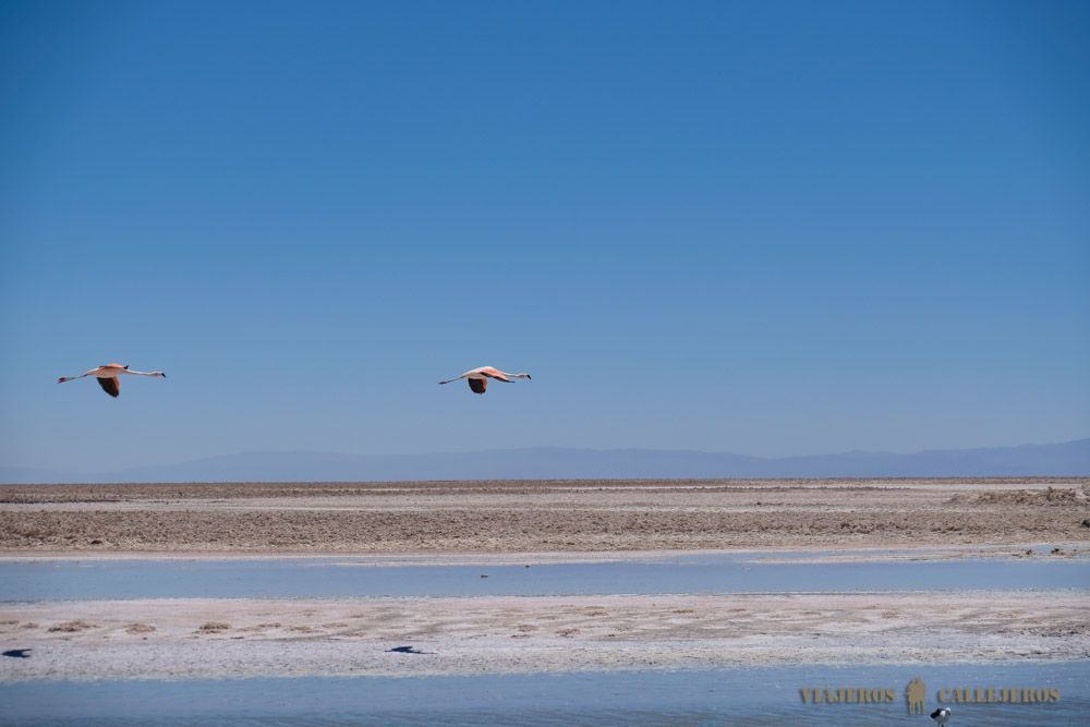 Laguna Chaxá en el Salar de Atacama