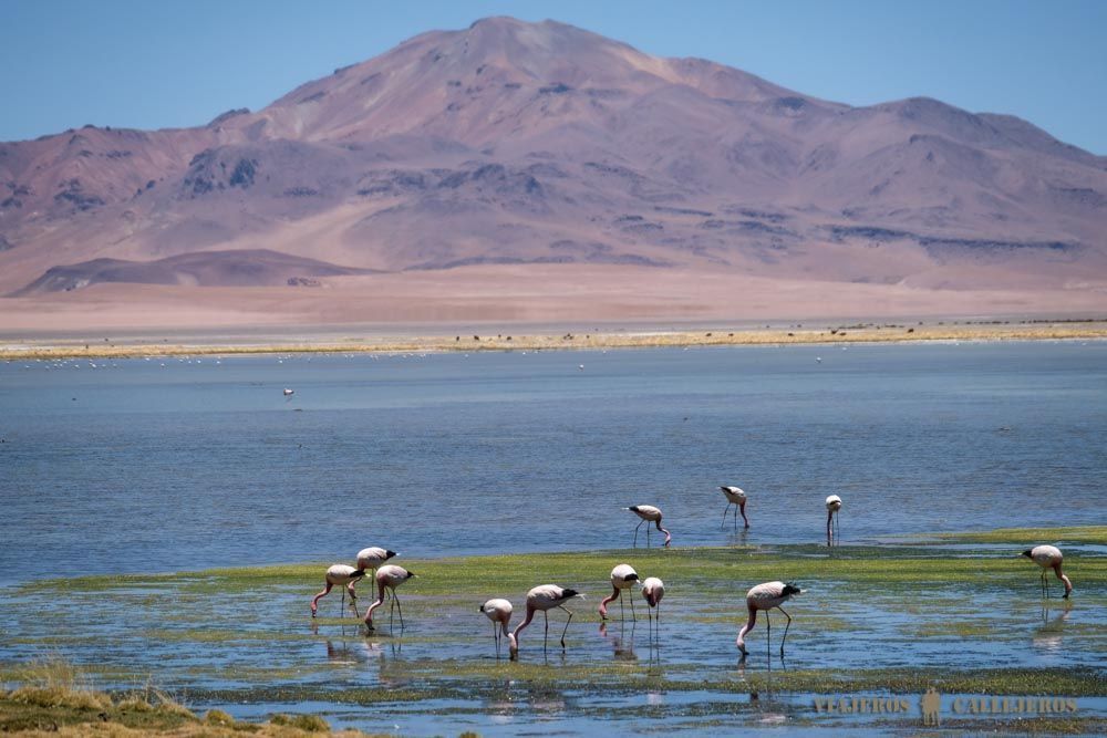 Flamencos en el Salar de Tara