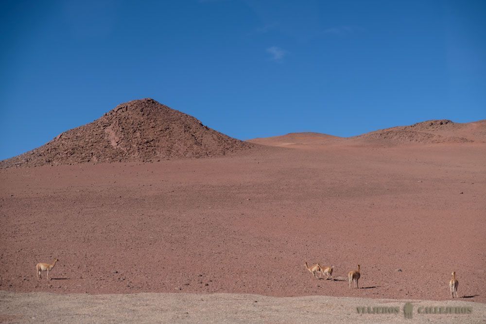 Paisajes del Tour Salar de Tara desde San Pedro de Atacama