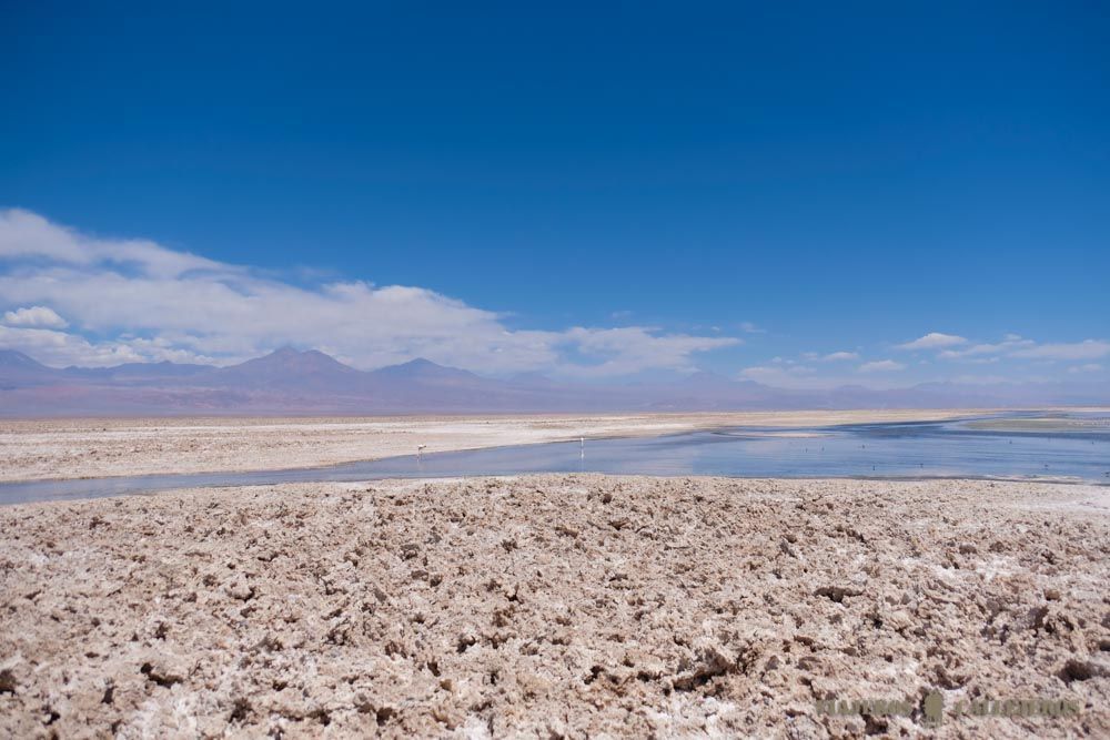 Laguna Chaxá en el Salar de Atacama