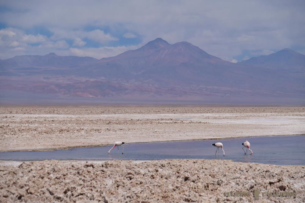 Flamencos en la Laguna Chaxá