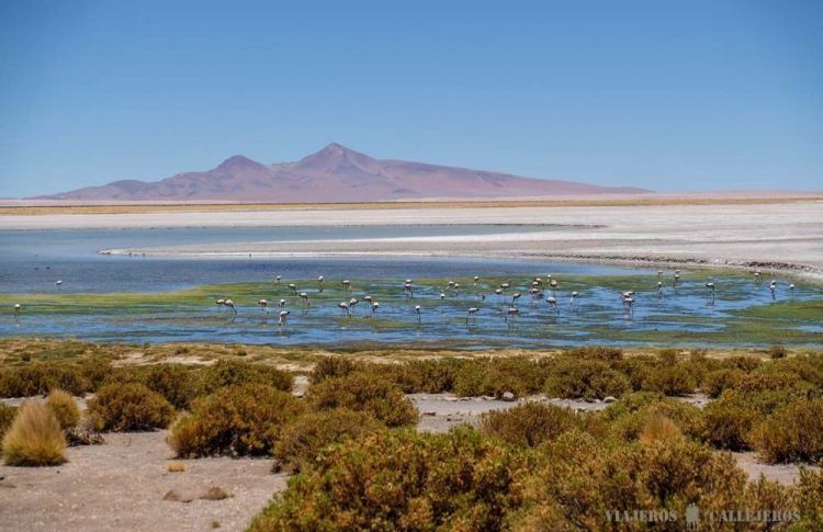 Salar de Tara