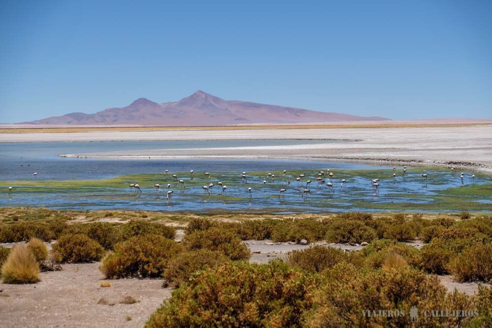Salar de Tara