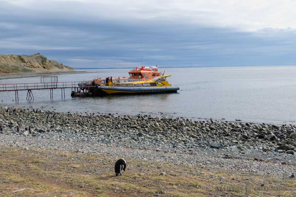 Tour Isla Magdalena e Isla Marta desde Punta Arenas
