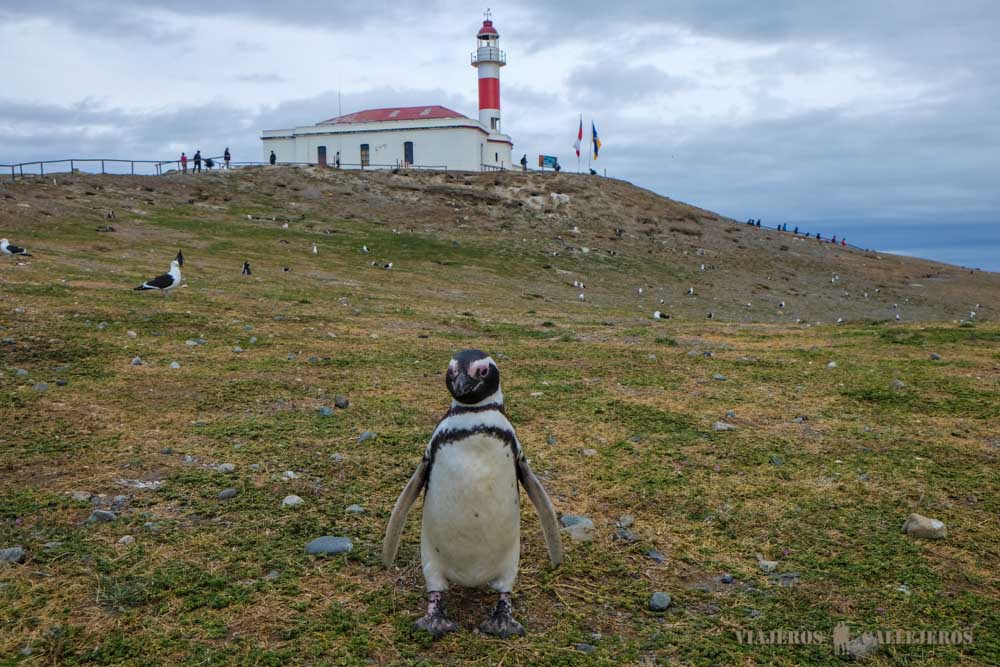 Tour Isla Magdalena