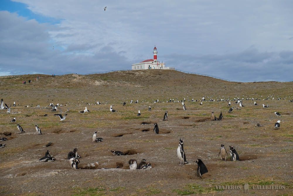 Tour Isla Magdalena