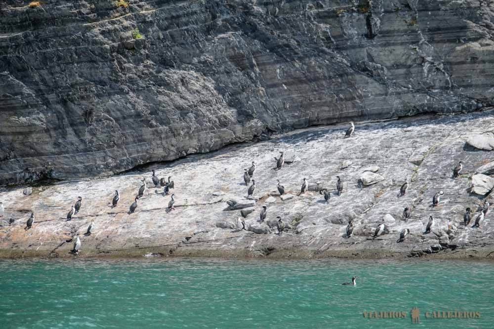 Pared de Cormoranes