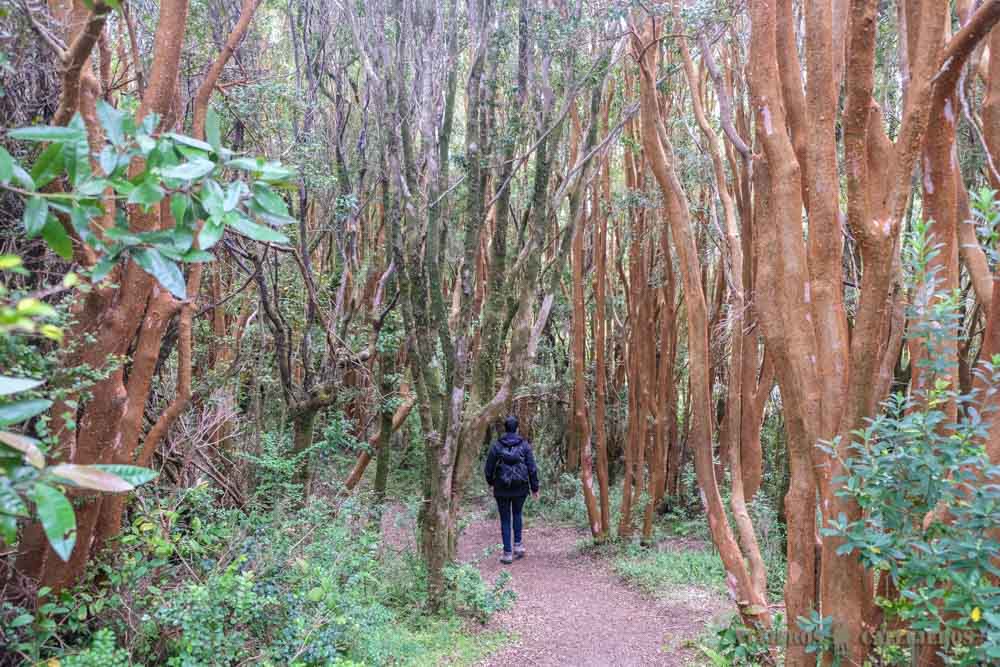 Sendero Dunas de Cucao