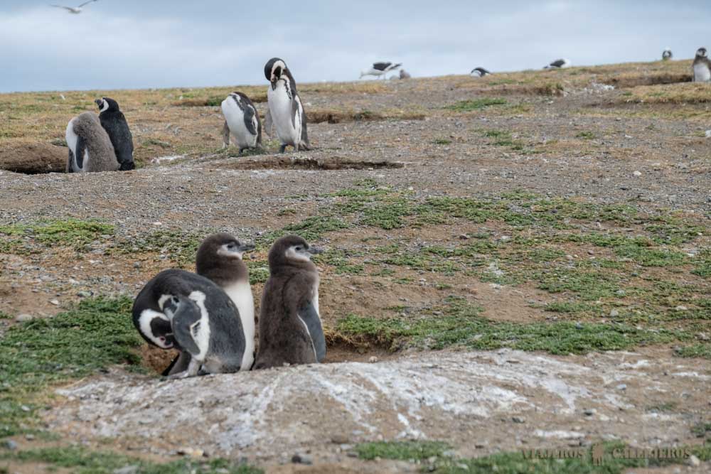 Tour Isla Magdalena