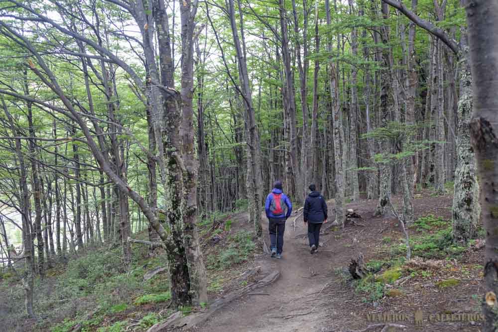 Bosque de Lengas