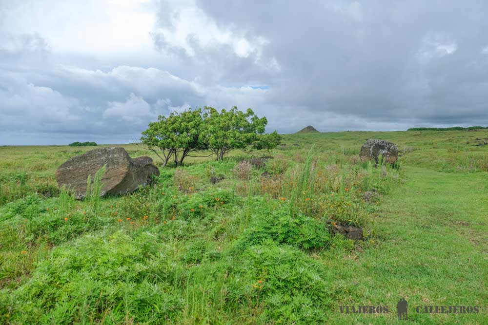 Te Ara O Te Moai
