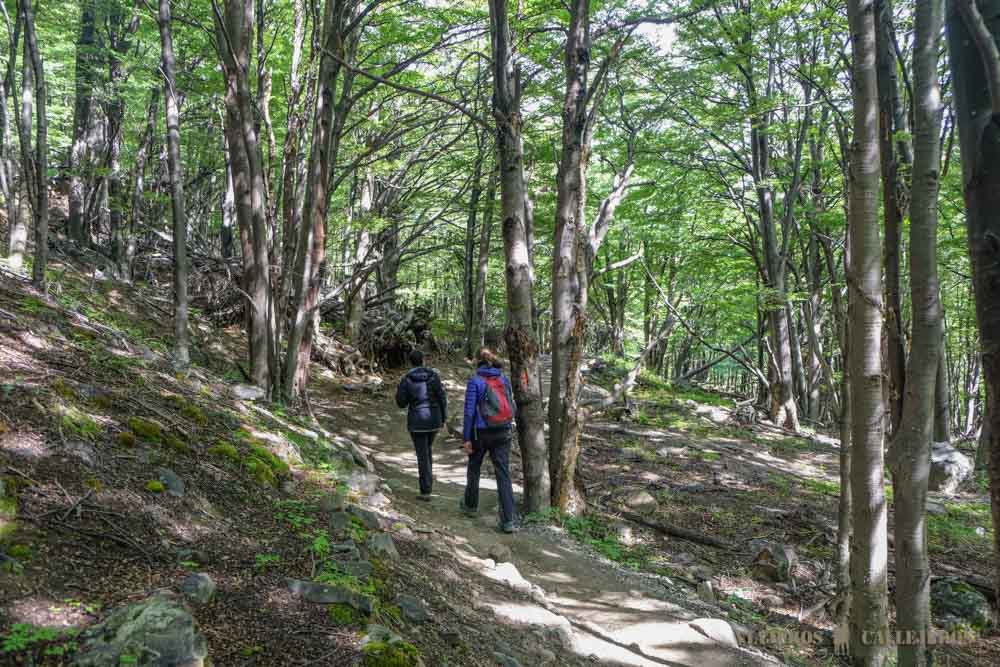 Bosque de Lengas