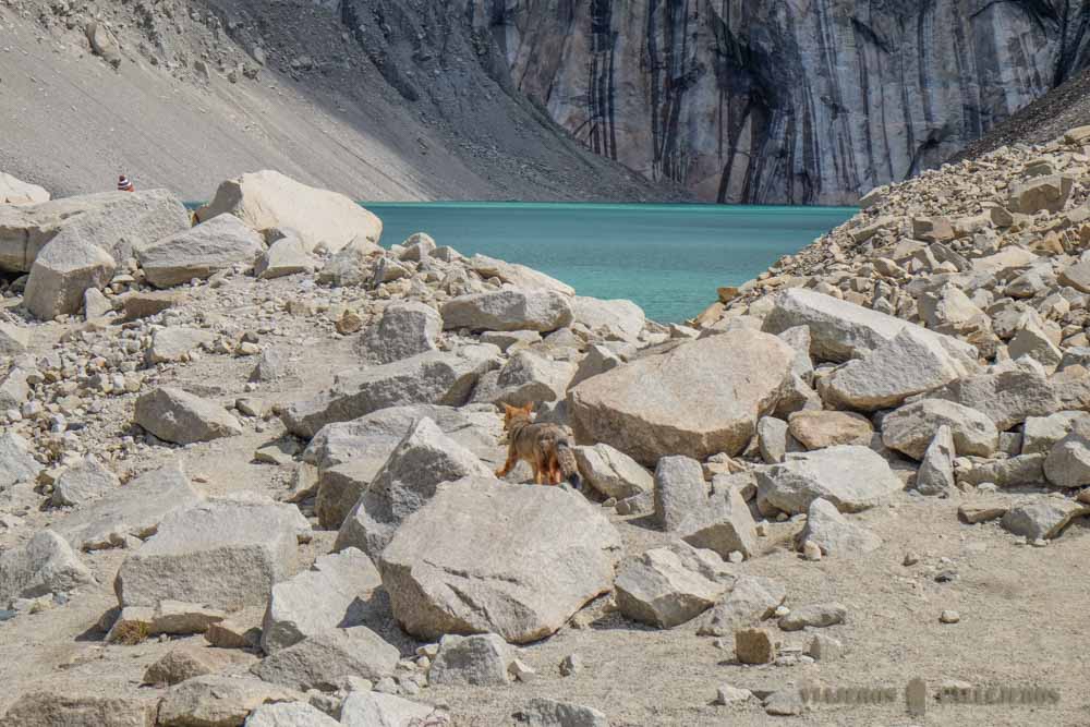 Zorro en la Base de Torres del Paine
