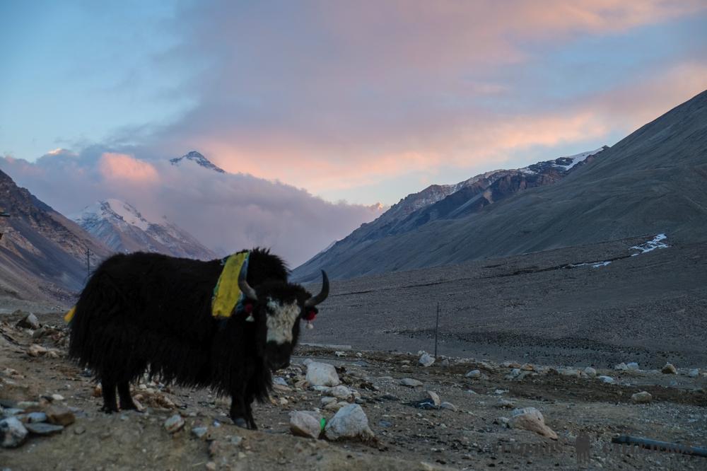 Everest desde el Rongbuk Monastery Guesthouse