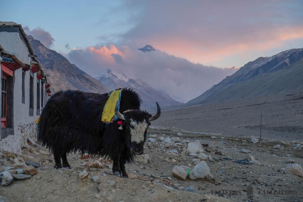 Atardecer sobre el Everest desde el Rongbuk Monastery Guesthouse