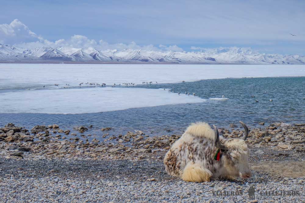 Lago Namtso en Tíbet