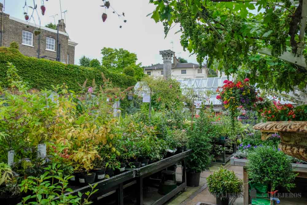 Clifton Nurseries