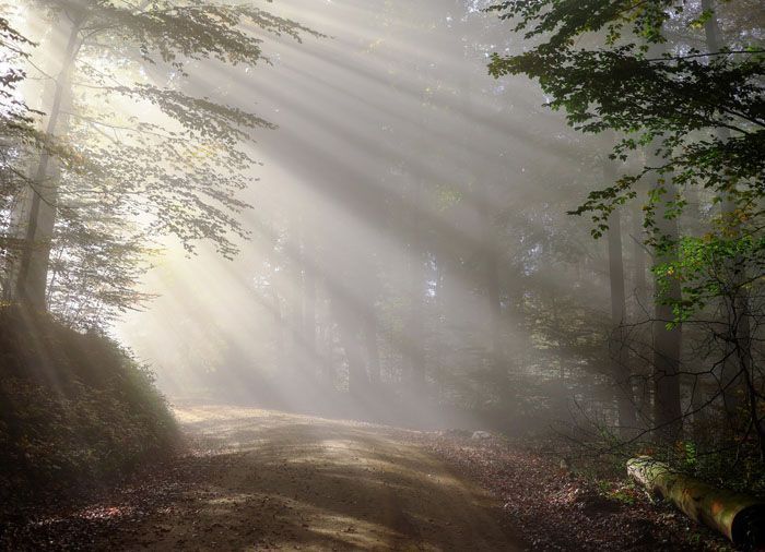 La Selva Negra en Alemania