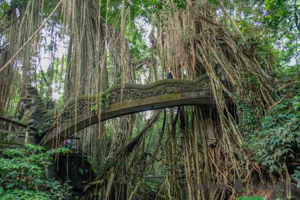 Monkey Forest