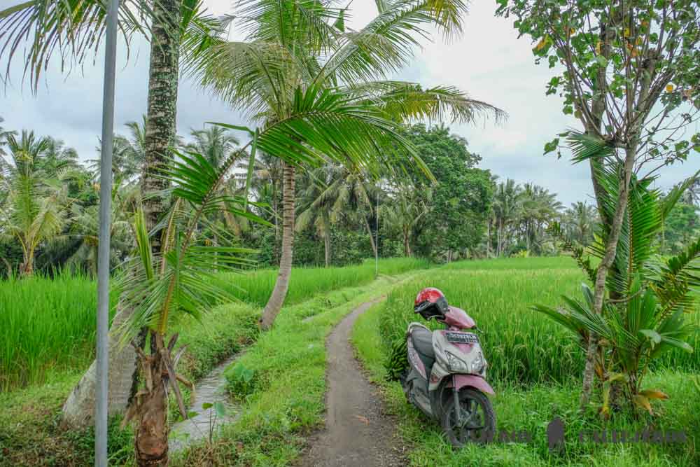 Arrozales. Que ver en Ubud
