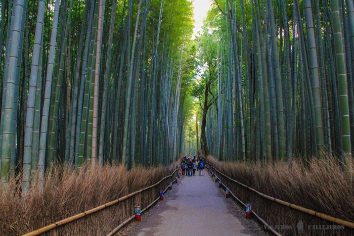 Pasear por el Bosque de Bambú de Arashiyama, una de las mejores cosas que hacer en Kioto.