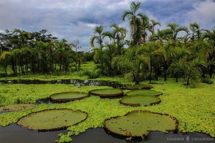Iquitos