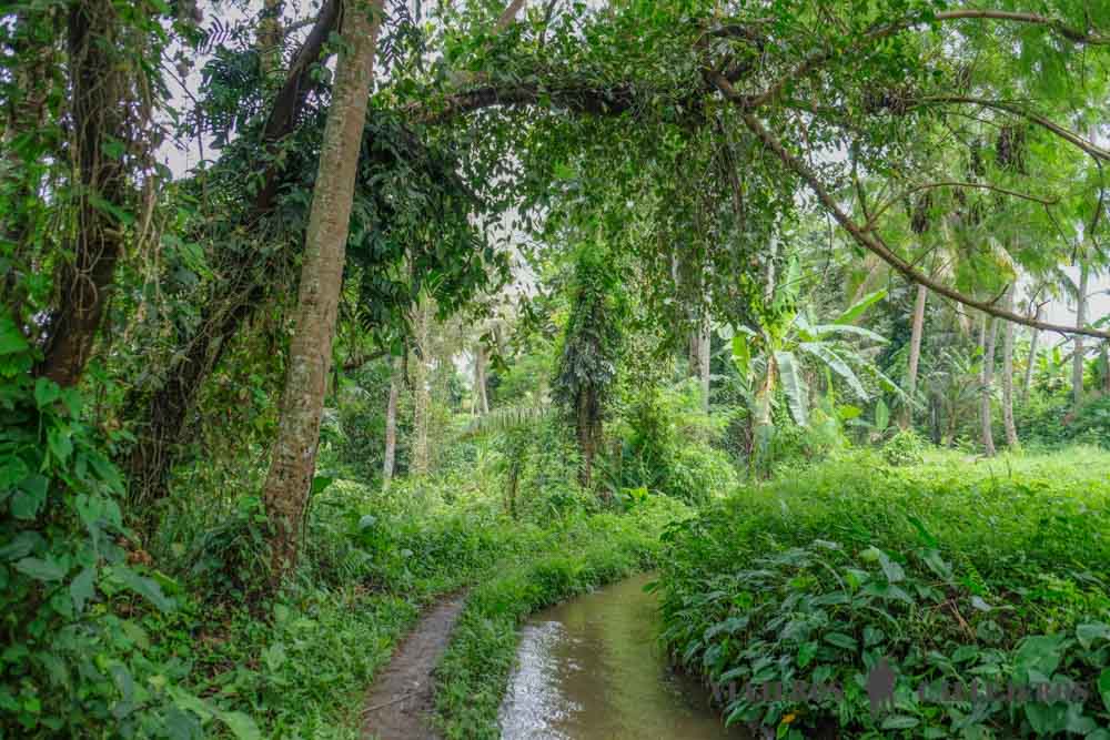 Primer tramo de la ruta entre arrozales. Que ver en Ubud
