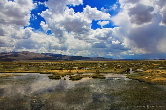 Altiplano camino al Valle del Colca