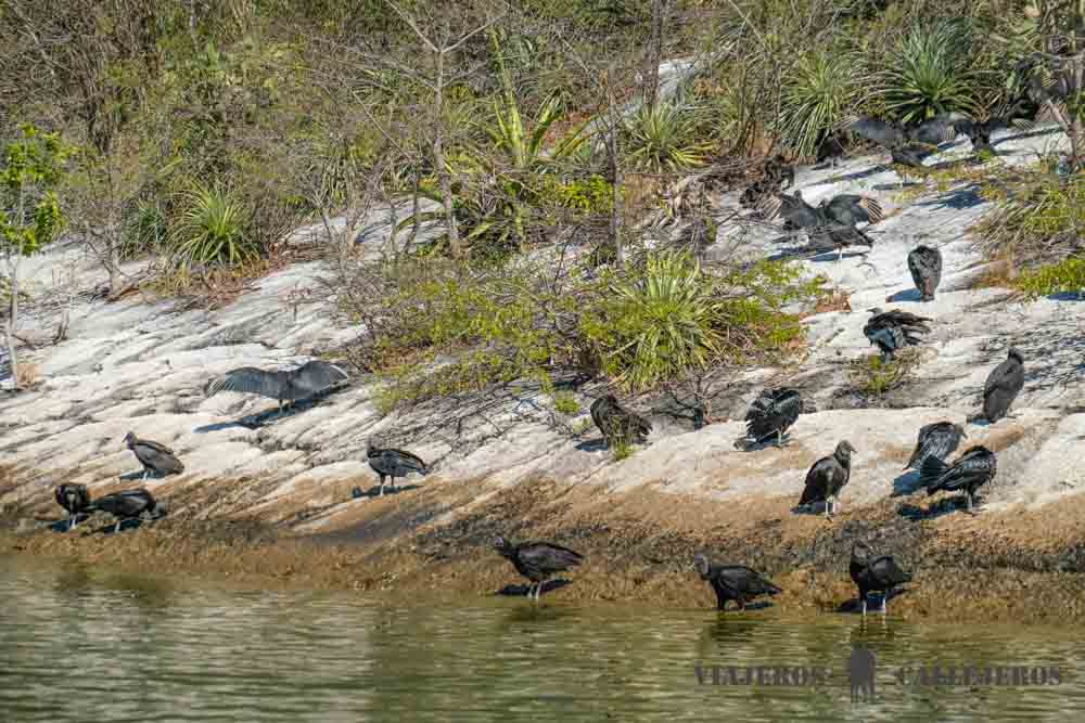 Aves en el Cañón del Sumidero