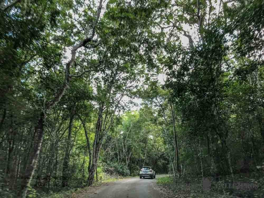 Carretera de acceso a Calakmul