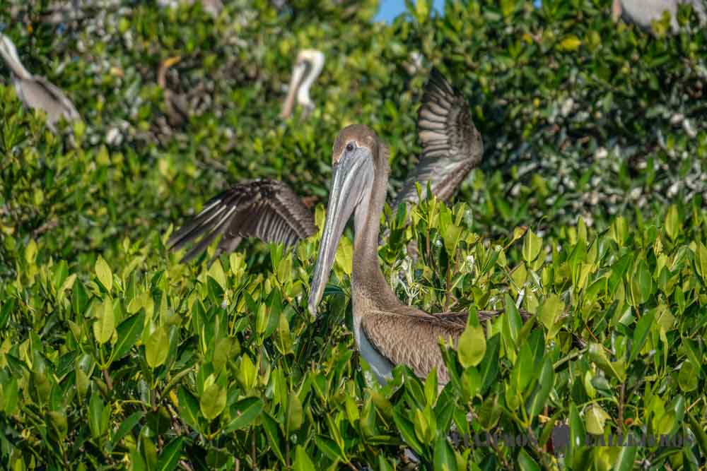 Isla de los Pájaros