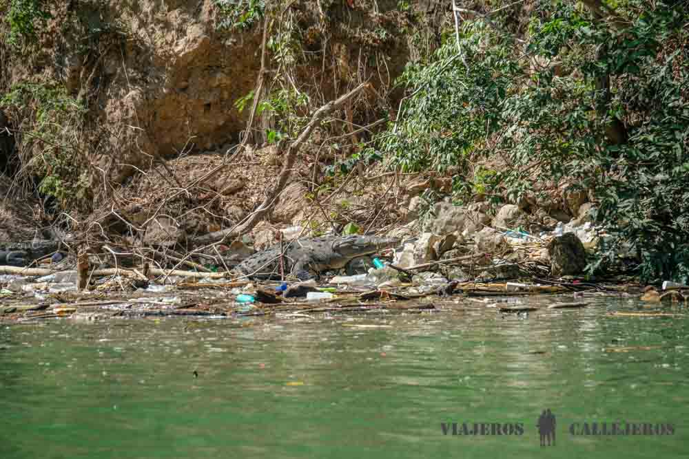 Cocodrilo en el Cañón del Sumidero
