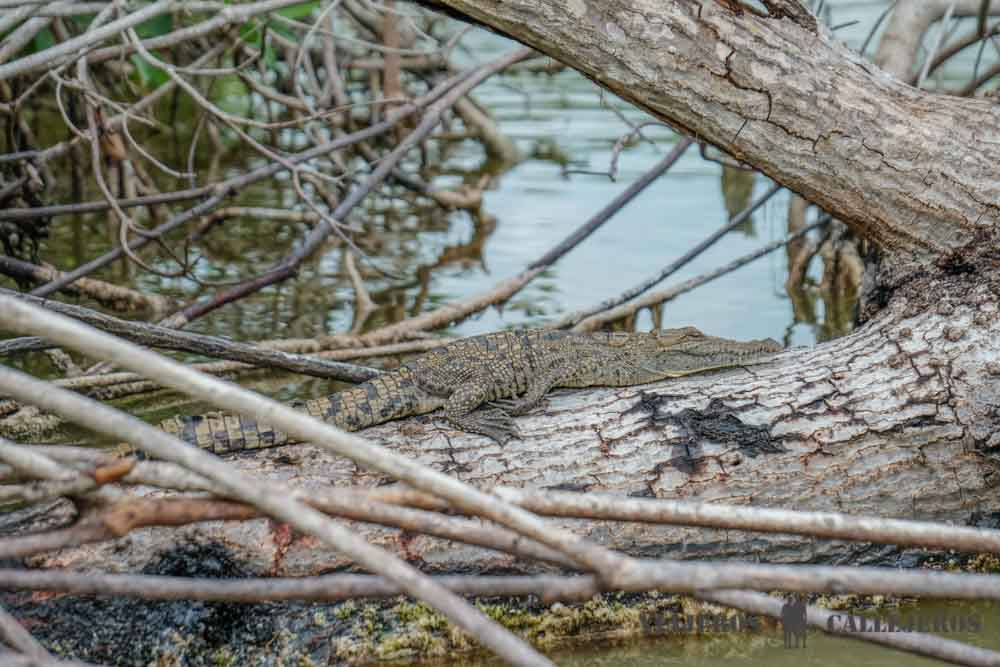 Cocodrilo en el Tour Río Lagartos en Yucatán