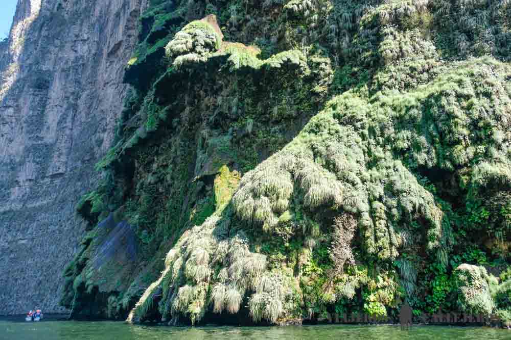 Detalles del Árbol de Navidad en el Cañón del Sumidero