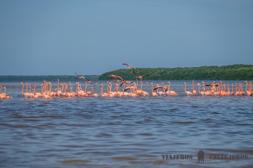 Flamencos en el Tour Celestún