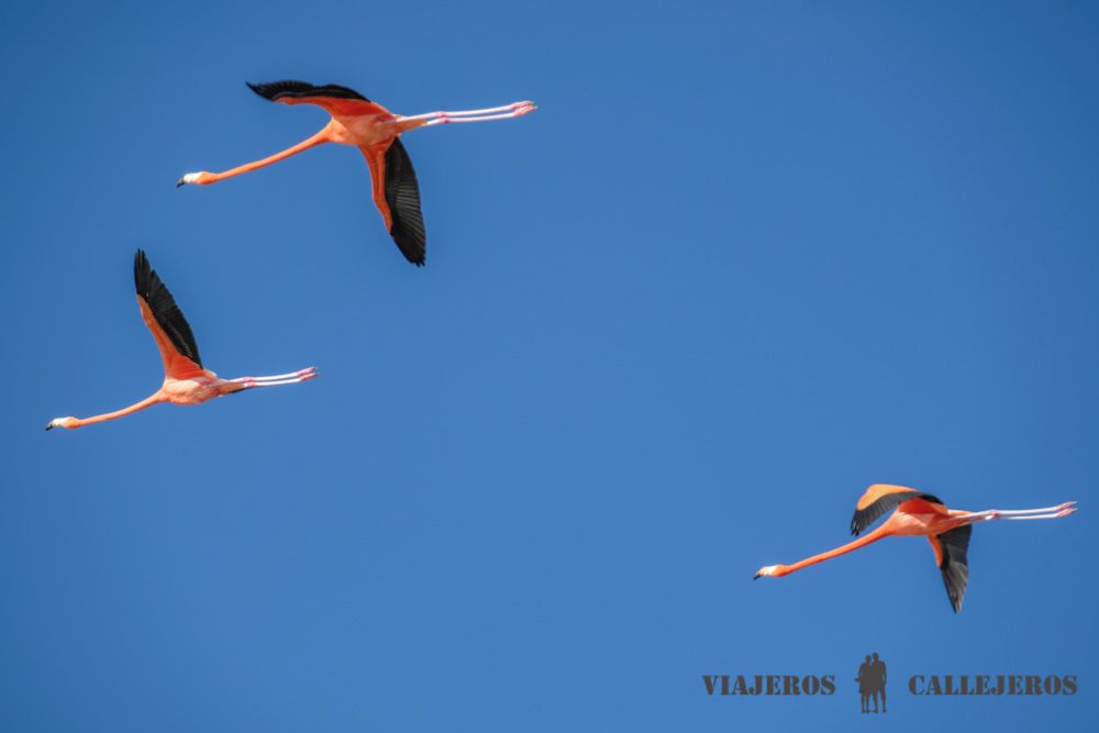 Flamencos