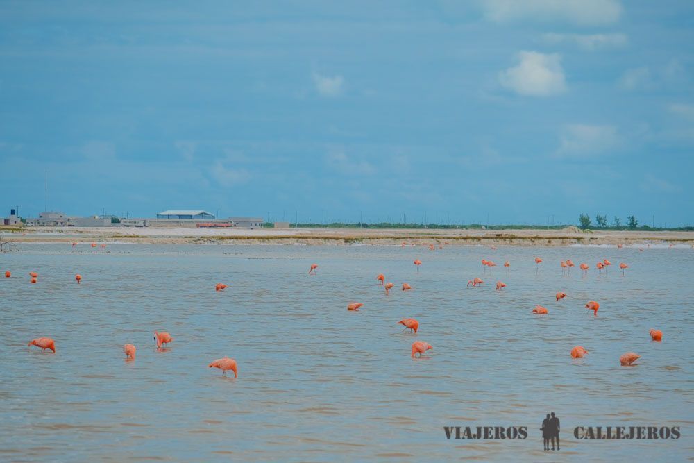 Flamencos en el Tour Río Lagartos en Yucatán