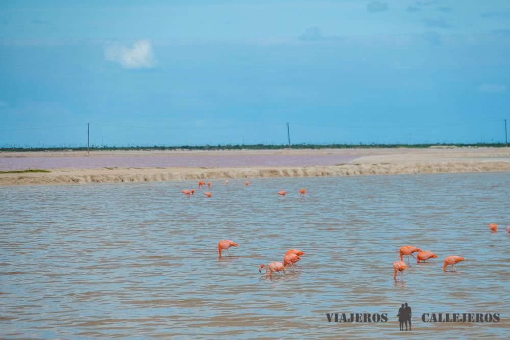 Las Coloradas y flamencos en Río Lagartos