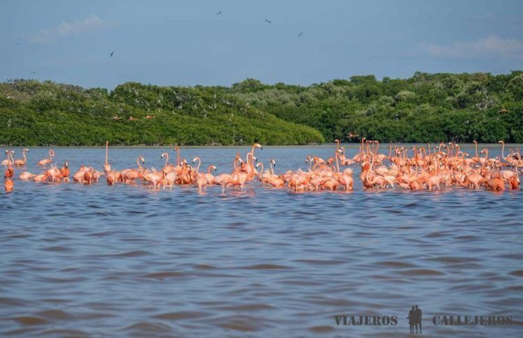 Tour Celestún Yucatán