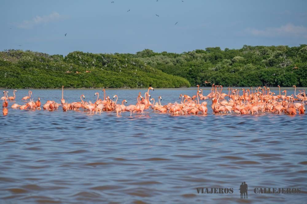 Tour Celestún Yucatán