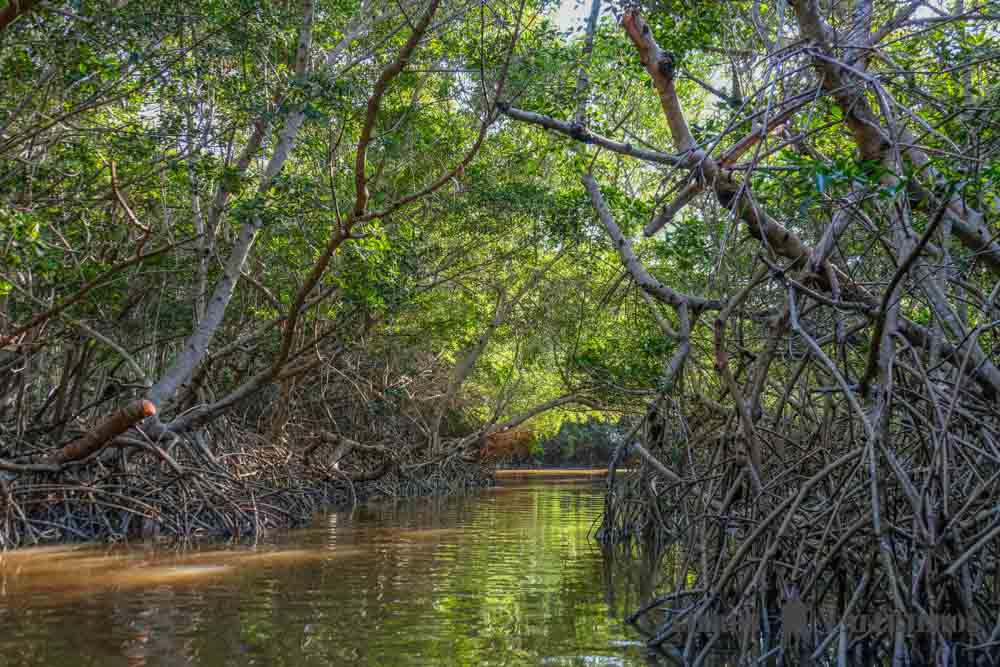 Túnel del Manglar