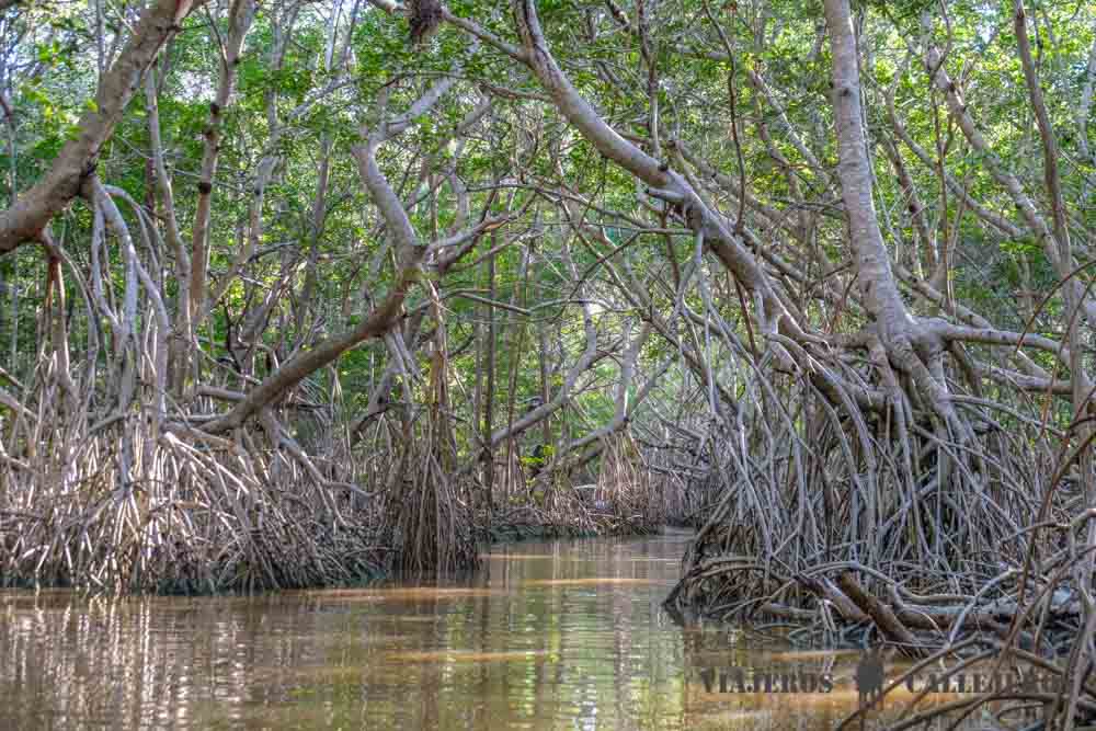 Túnel del Manglar