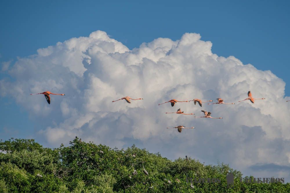 Flamencos en el Tour Celestún